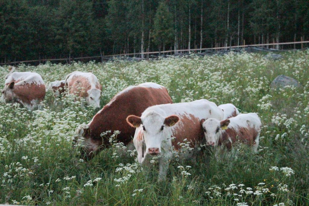 Kolin Mattila B&B Kolinkylä 外观 照片